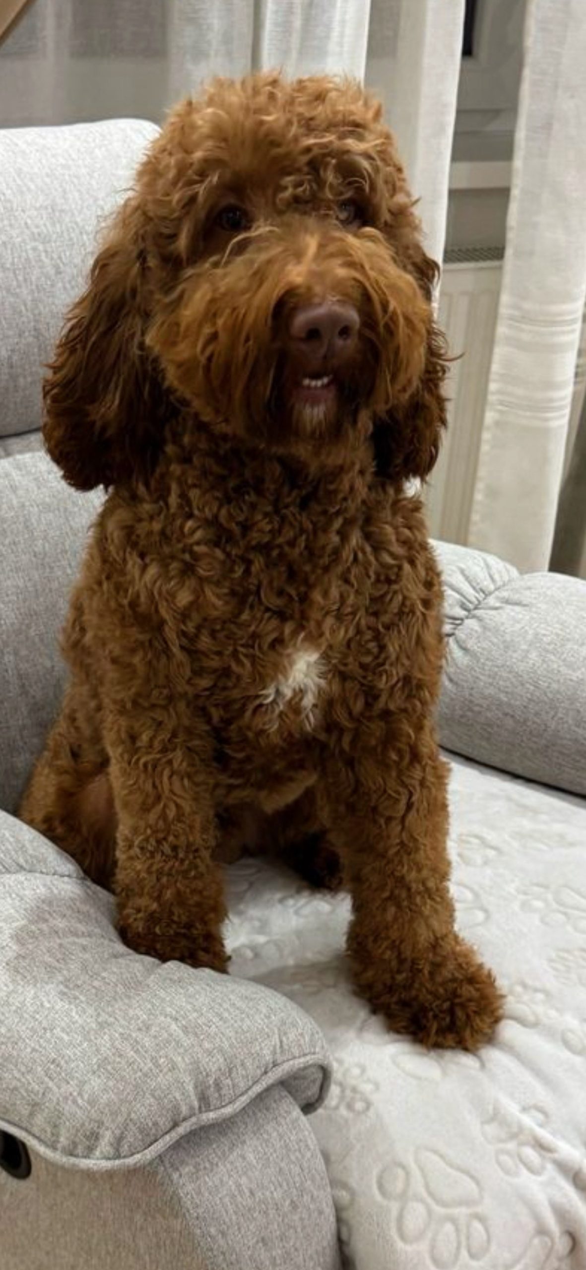 Tatínek štěňátek