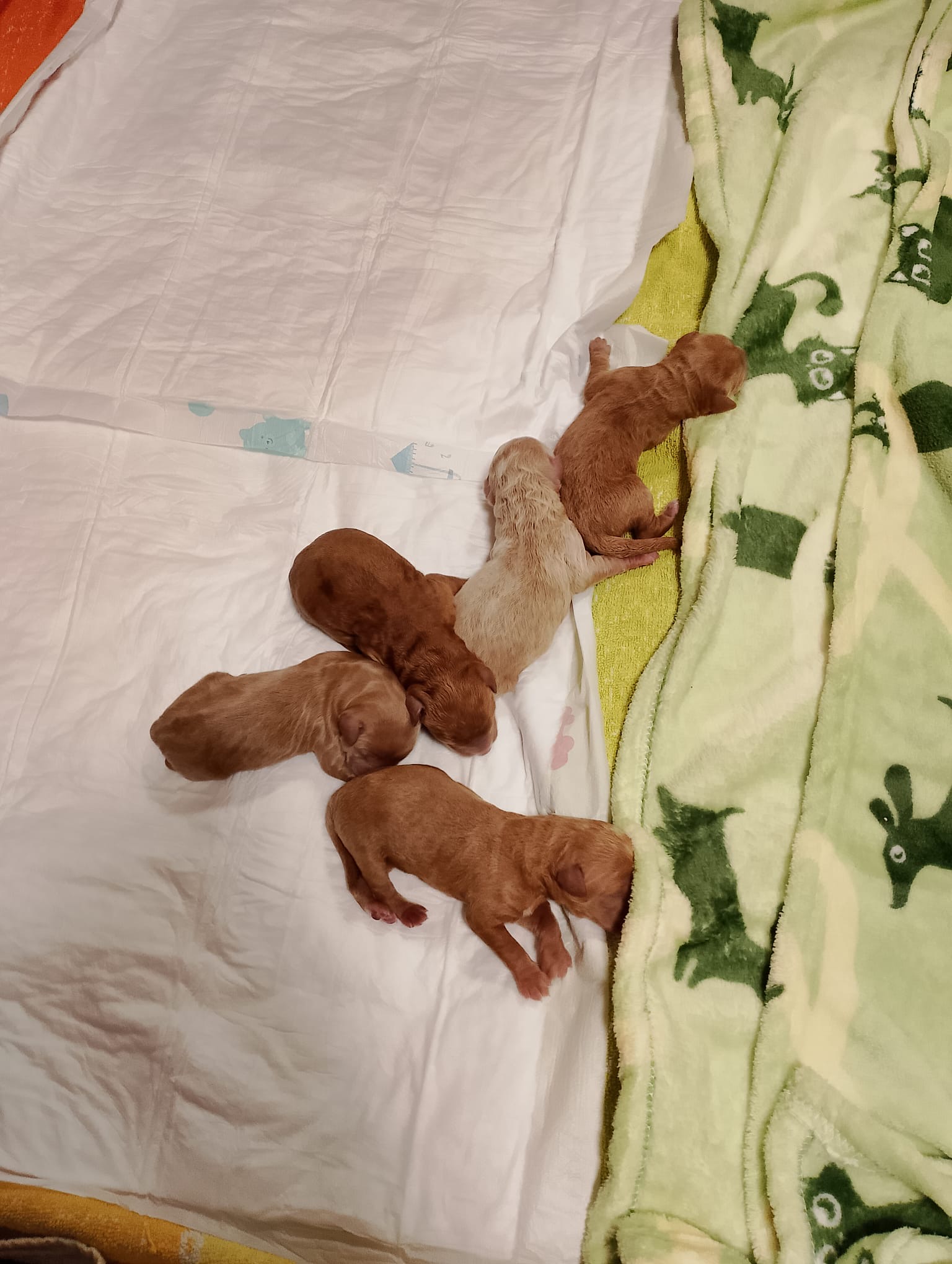 Newborn puppy 2